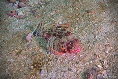 Scorpaena angolensis