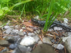 Salamandra atra atra