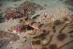 Zanobatus schoenleinii