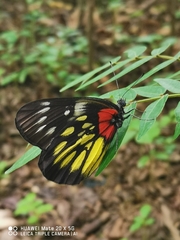 Delias pasithoe