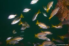 Parapristipoma octolineatum