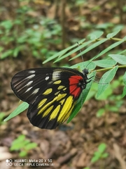 Delias pasithoe