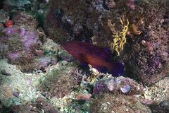 Cephalopholis taeniops