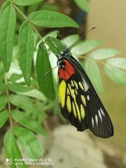 Delias pasithoe