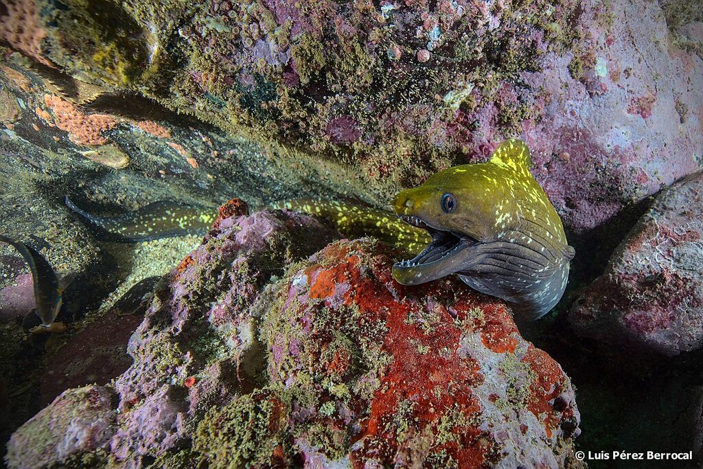 Dark Moray