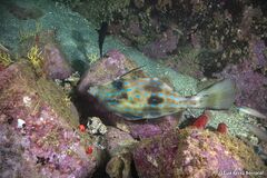 Dotterel Filefish photo 3