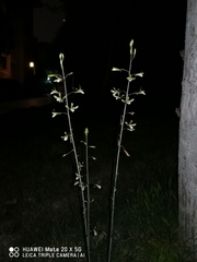Eulophia graminea