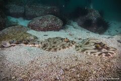 Zanobatus schoenleinii