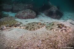 Zanobatus schoenleinii