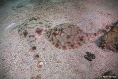 Zanobatus schoenleinii