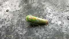 Viridicerus ustulatus