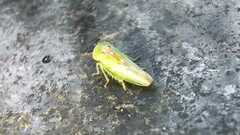 Viridicerus ustulatus