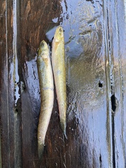 Pseudapocryptes elongatus