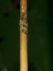 Periphyllus lyropictus