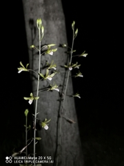 Eulophia graminea