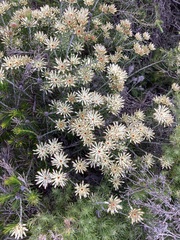 Petrophile brevifolia