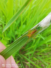 Oxyopes