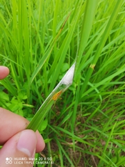 Oxyopes