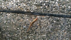 Scincella formosensis