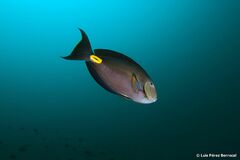 Acanthurus monroviae