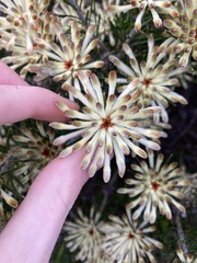 Petrophile brevifolia
