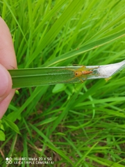 Oxyopes
