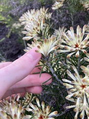 Petrophile brevifolia