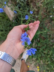 Cichorium intybus