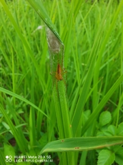 Oxyopes