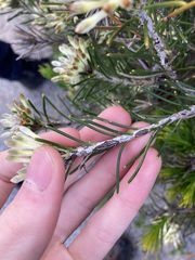 Petrophile brevifolia