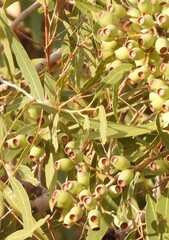 Corymbia opaca
