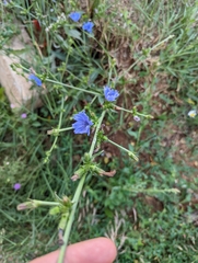 Cichorium intybus