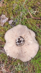 Russula adusta