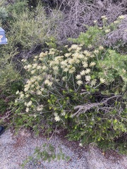 Petrophile brevifolia
