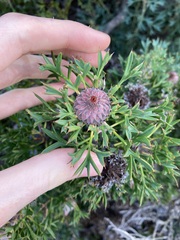 Isopogon dubius
