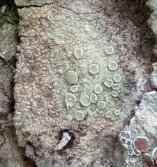 Lecanora varia