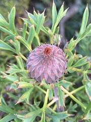 Isopogon dubius