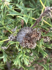 Isopogon dubius