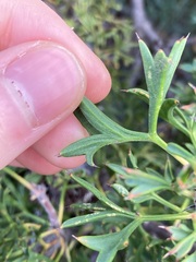 Isopogon dubius