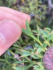Isopogon dubius