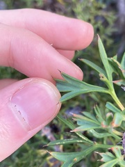 Isopogon dubius