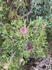 Isopogon dubius