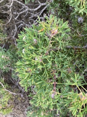 Isopogon dubius