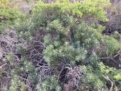 Isopogon dubius