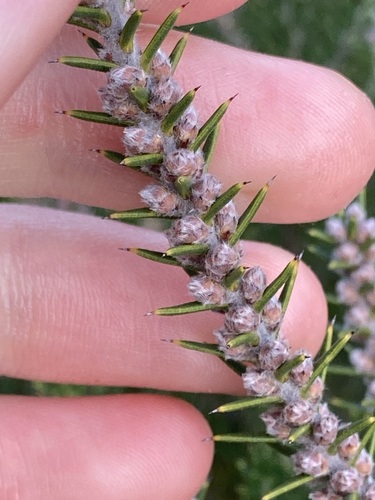 Image of Hakea costata by (c) Thomas Mesaglio, some rights reserved (CC BY)