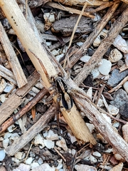 Venatrix pseudospeciosa