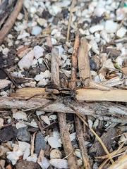 Venatrix pseudospeciosa