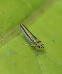 Ishidaella albomarginata