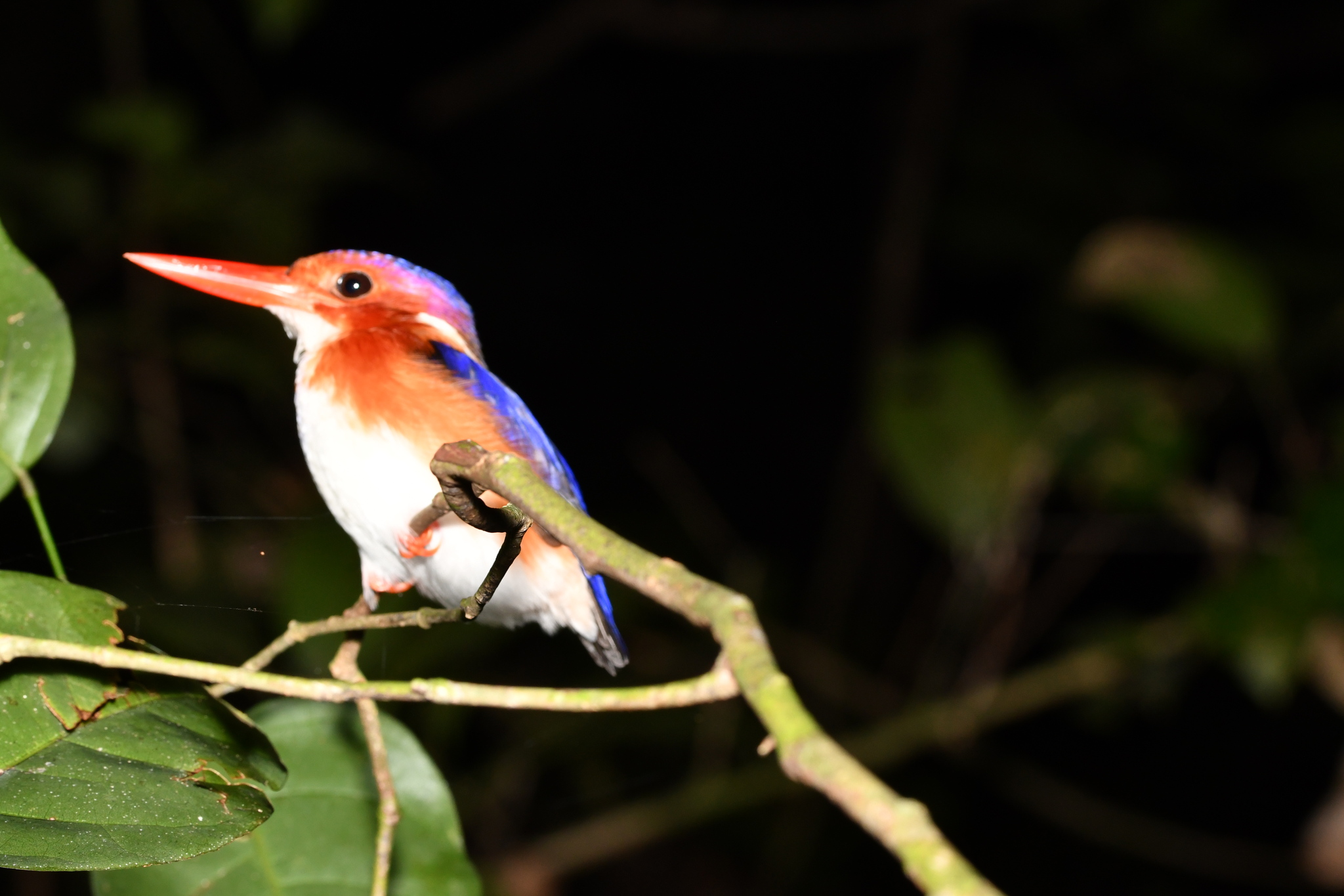 White-bellied Kingfisher (Corythornis leucogaster), photo 4