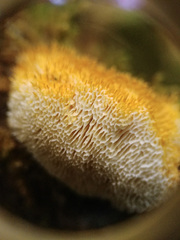 Echinoporia aculeifera